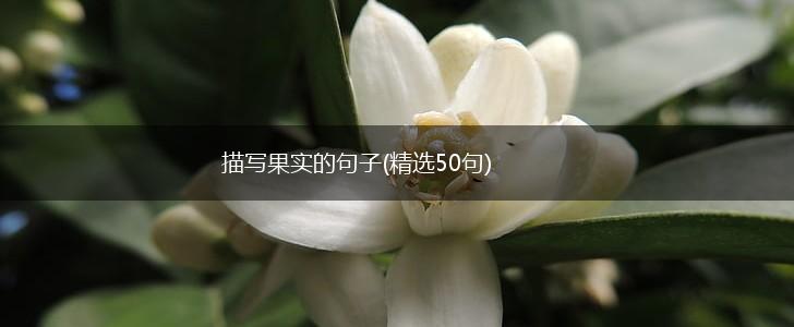 描写果实的句子(精选50句),第1张