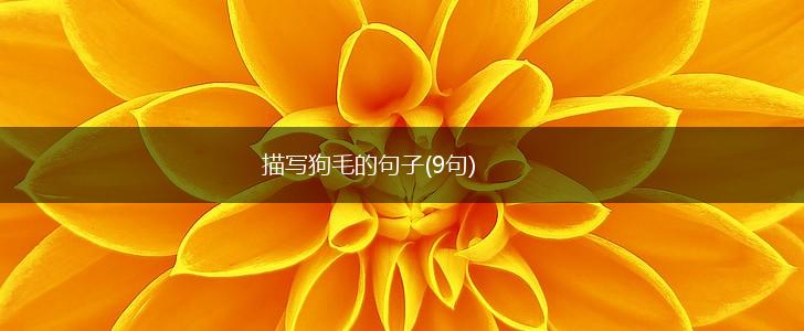 描写狗毛的句子(9句),第1张