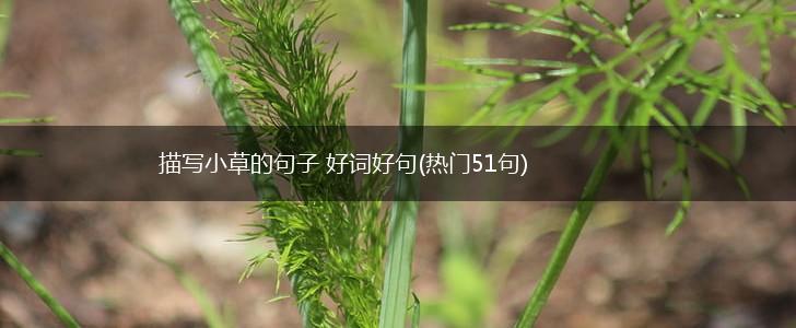 描写小草的句子 好词好句(热门51句),第1张