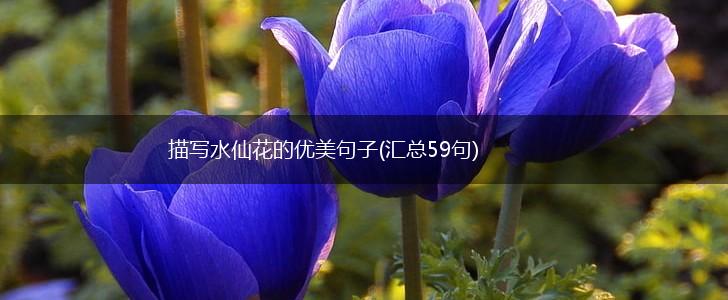 描写水仙花的优美句子(汇总59句),第1张