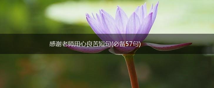 感谢老师用心良苦短句(必备57句),第1张