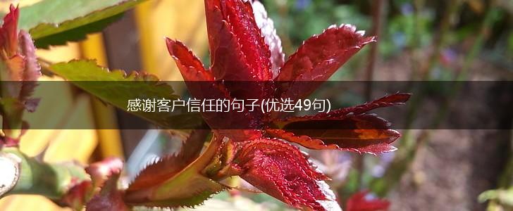 感谢客户信任的句子(优选49句),第1张