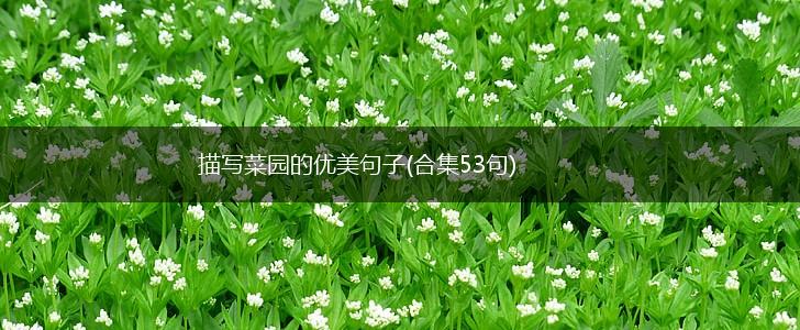 描写菜园的优美句子(合集53句),第1张