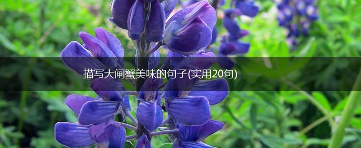 描写大闸蟹美味的句子(实用20句),第1张