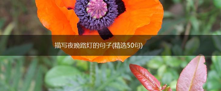 描写夜晚路灯的句子(精选50句),第1张