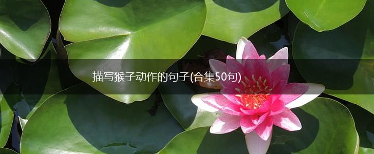 描写猴子动作的句子(合集50句),第1张