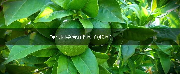 描写同学情谊的句子(40句),第1张