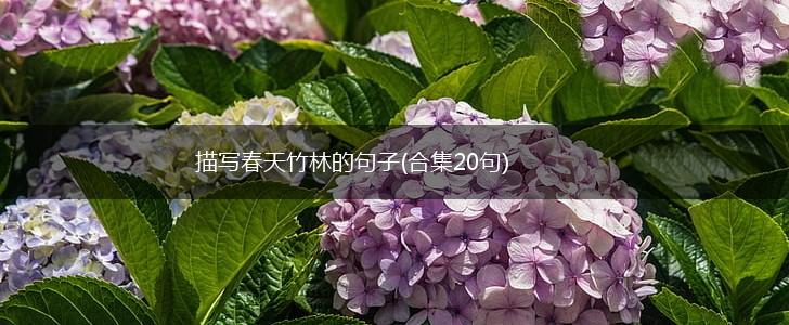 描写春天竹林的句子(合集20句),第1张