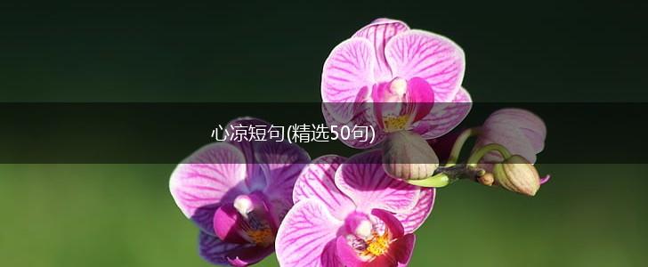 心凉短句(精选50句),第1张 心凉短句(精选50句),第1张