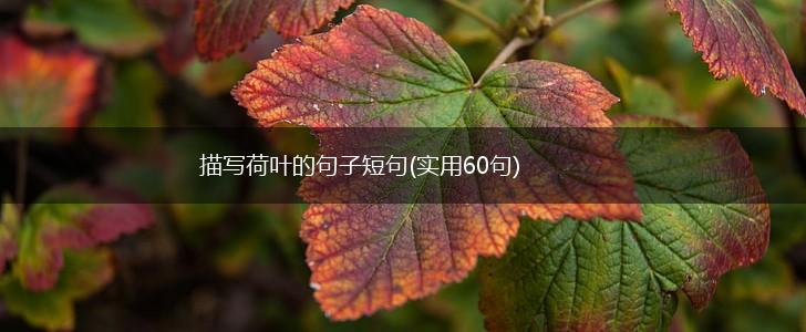 描写荷叶的句子短句(实用60句),第1张