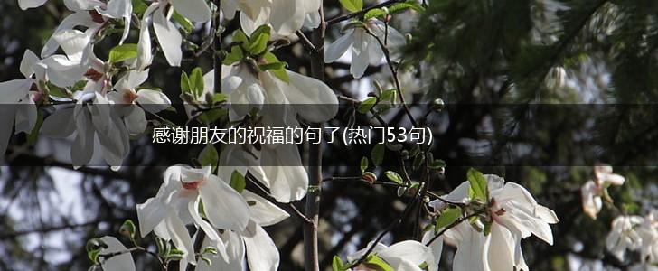 感谢朋友的祝福的句子(热门53句),第1张
