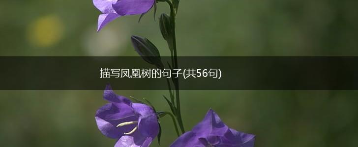 描写凤凰树的句子(共56句),第1张