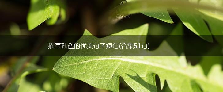 描写孔雀的优美句子短句(合集51句),第1张