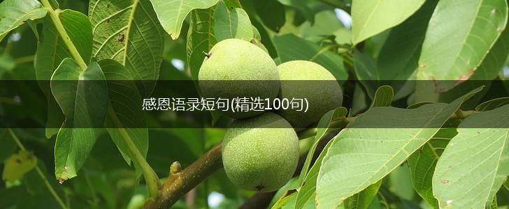 感恩语录短句(精选100句),第1张