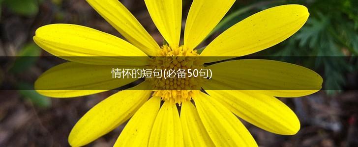 情怀的短句(必备50句),第1张