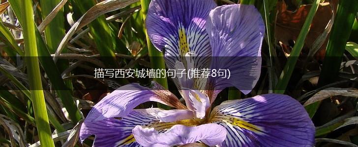 描写西安城墙的句子(推荐8句),第1张