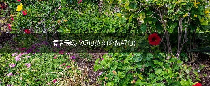 情话最暖心短句英文(必备47句),第1张