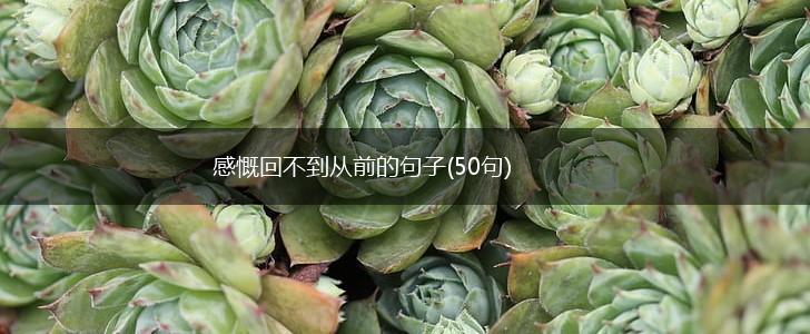 感慨回不到从前的句子(50句),第1张