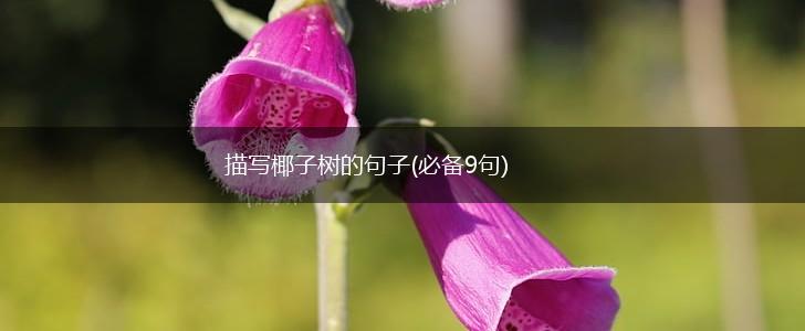 描写椰子树的句子(必备9句),第1张