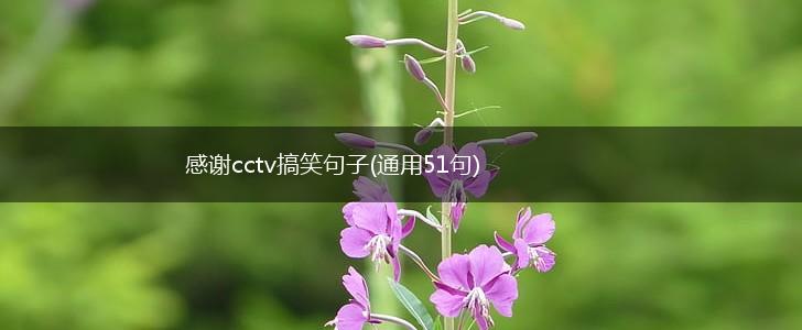 感谢cctv搞笑句子(通用51句),第1张