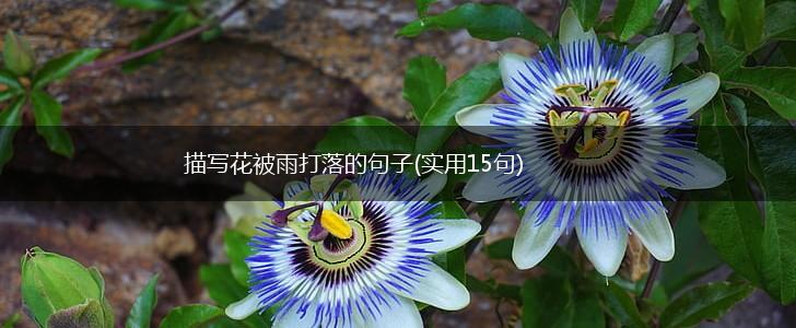 描写花被雨打落的句子(实用15句),第1张