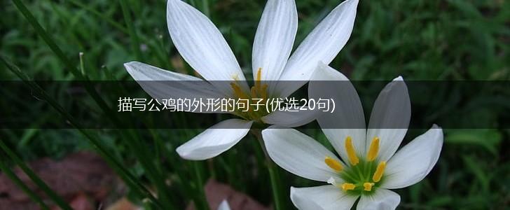 描写公鸡的外形的句子(优选20句),第1张 描写公鸡的外形的句子(优选20句),第1张