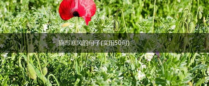 描写寒风的句子(实用50句),第1张