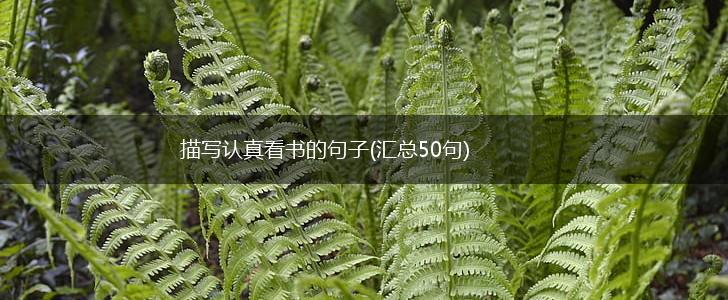 描写认真看书的句子(汇总50句),第1张