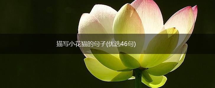 描写小花猫的句子(优选46句),第1张