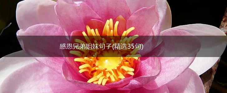 感恩兄弟姐妹句子(精选35句),第1张