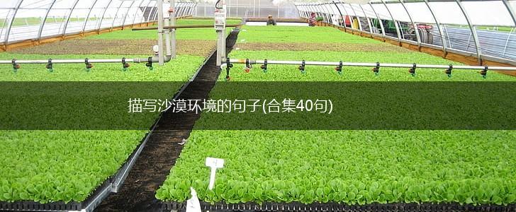 描写沙漠环境的句子(合集40句),第1张