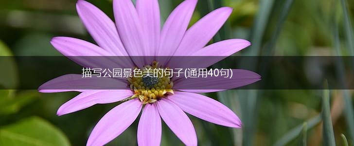 描写公园景色美的句子(通用40句),第1张