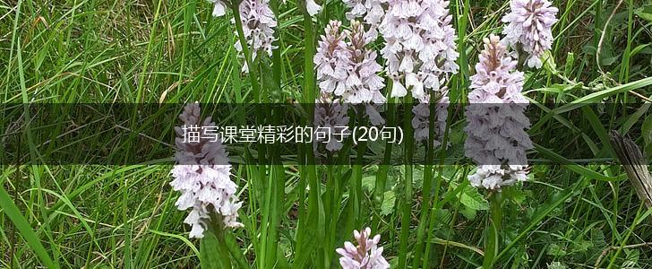 描写课堂精彩的句子(20句),第1张