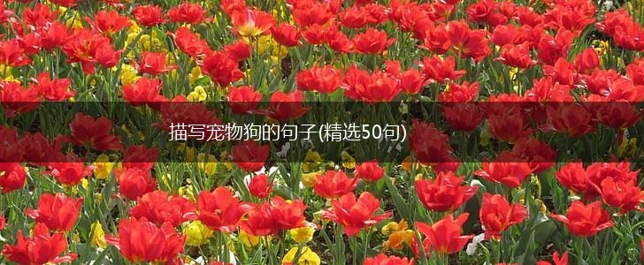 描写宠物狗的句子(精选50句),第1张