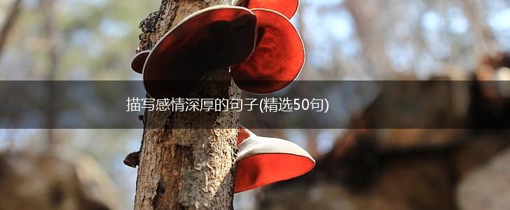 描写感情深厚的句子(精选50句),第1张