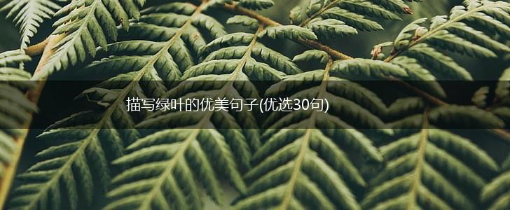 描写绿叶的优美句子(优选30句),第1张 描写绿叶的优美句子(优选30句),第1张