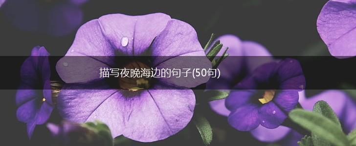 描写夜晚海边的句子(50句),第1张