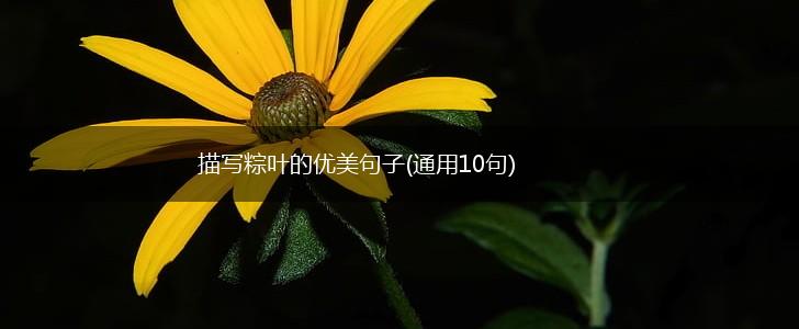 描写粽叶的优美句子(通用10句),第1张