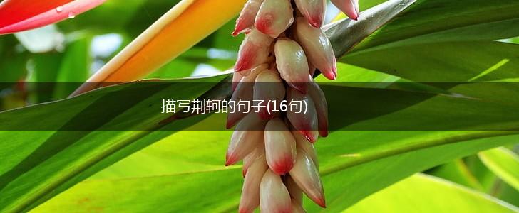 描写荆轲的句子(16句),第1张
