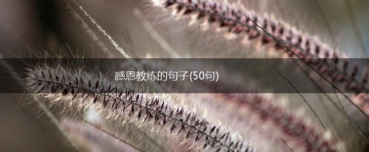 感恩教练的句子(50句),第1张