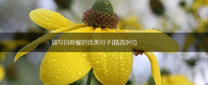 描写自助餐的优美句子(精选9句),第1张
