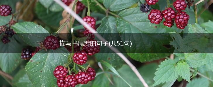 描写马尾辫的句子(共51句),第1张