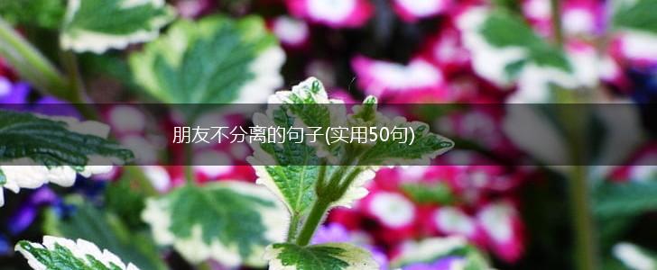 朋友不分离的句子(实用50句),第1张