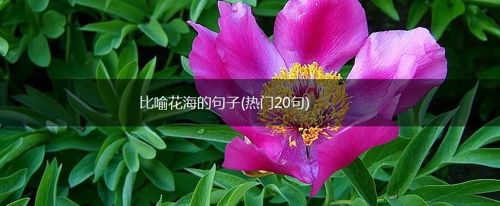 比喻花海的句子(热门20句),第1张
