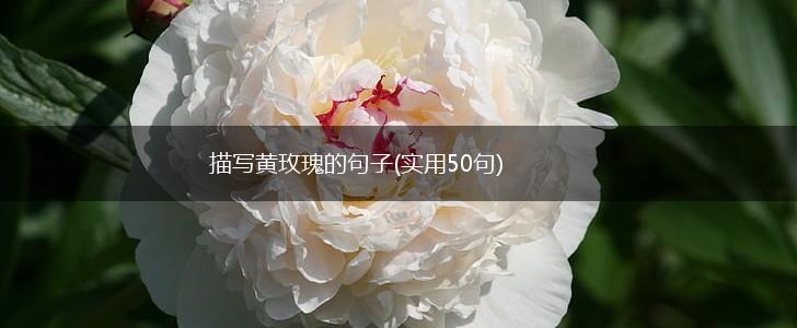 描写黄玫瑰的句子(实用50句),第1张