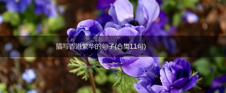 描写香港繁华的句子(合集11句),第1张
