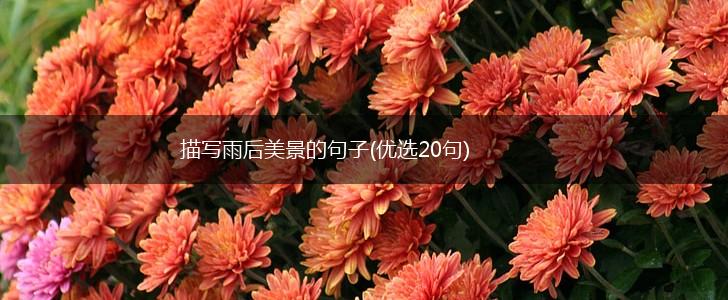 描写雨后美景的句子(优选20句),第1张