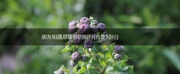 朋友相遇是缘份的短句(合集50句),第1张