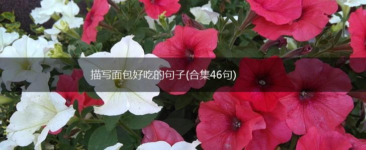 描写面包好吃的句子(合集46句),第1张