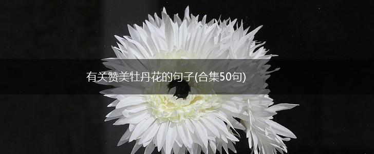 有关赞美牡丹花的句子(合集50句),第1张